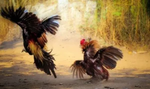 Đá Gà GA28 Tại Fafa191