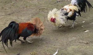 Đá Gà Sabong Tại Fafa191