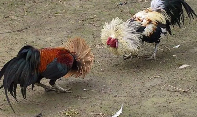 Bí Kíp Và Cách Chơi Đá Gà Sabong Tại Fafa191 Ăn Tiền Thưởng Đậm 1 Đá Gà Sabong Tại Fafa191