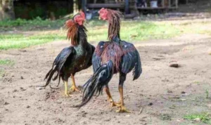 Đá Gà WS168 Tại Fafa191